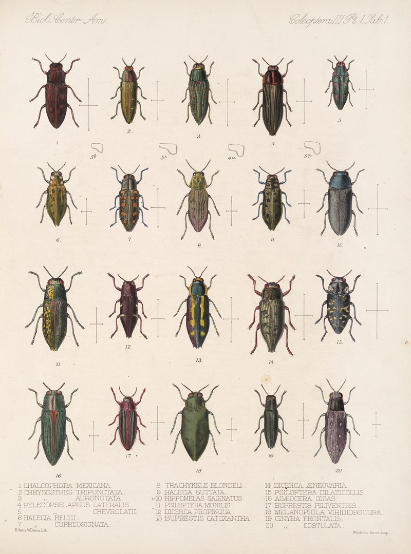 Frederick DuCane Godman - Insecta Coleoptera Pl 057