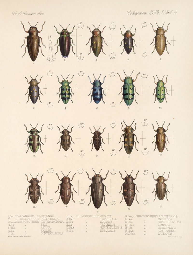 Frederick DuCane Godman - Insecta Coleoptera Pl 059