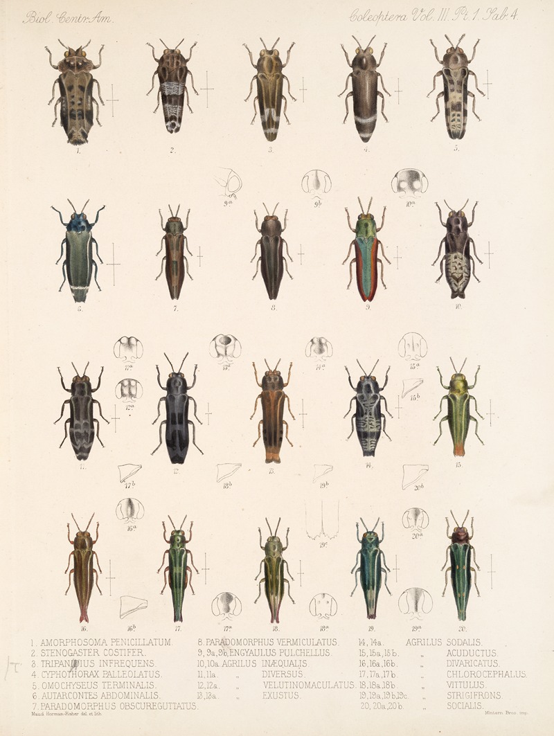 Frederick DuCane Godman - Insecta Coleoptera Pl 060
