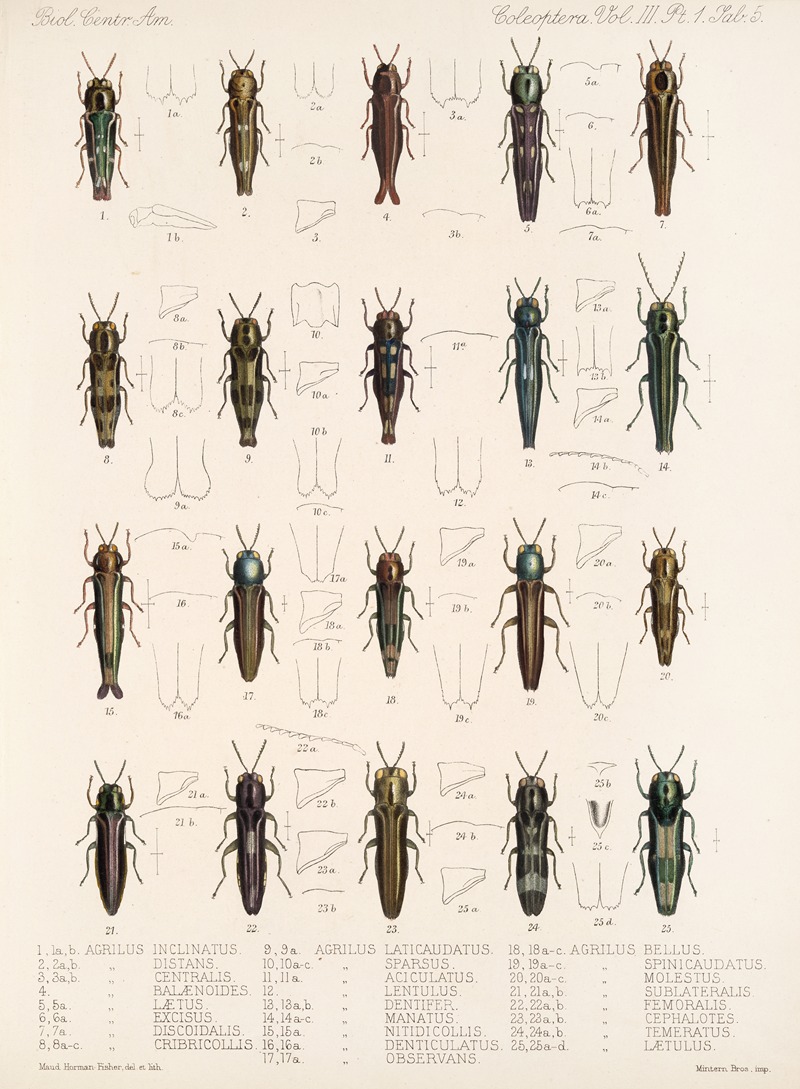 Frederick DuCane Godman - Insecta Coleoptera Pl 061
