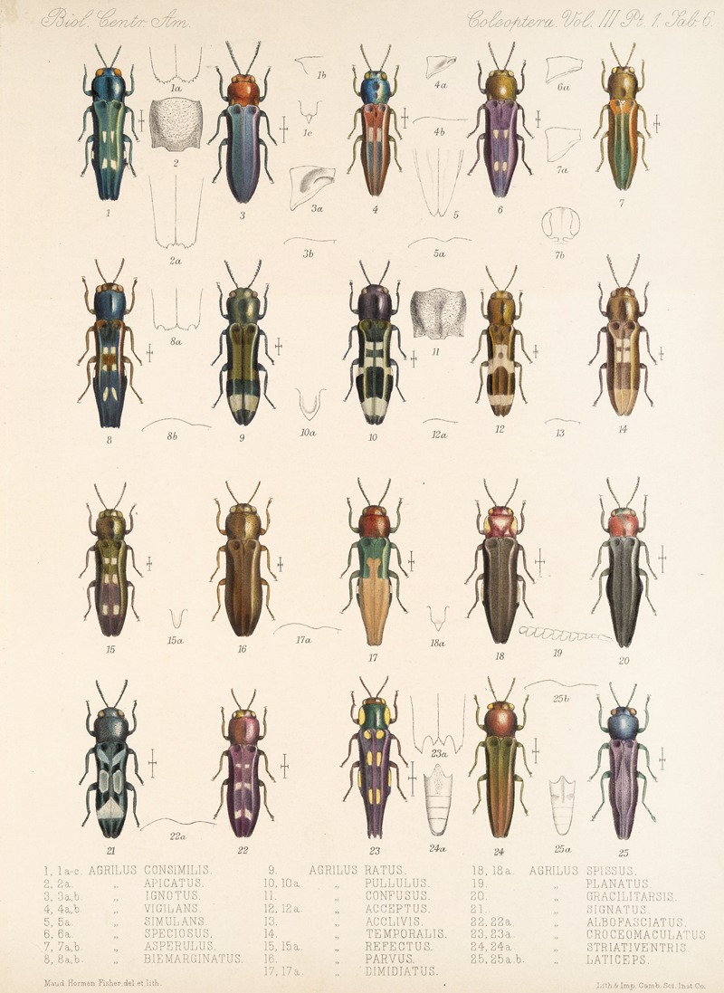 Frederick DuCane Godman - Insecta Coleoptera Pl 062