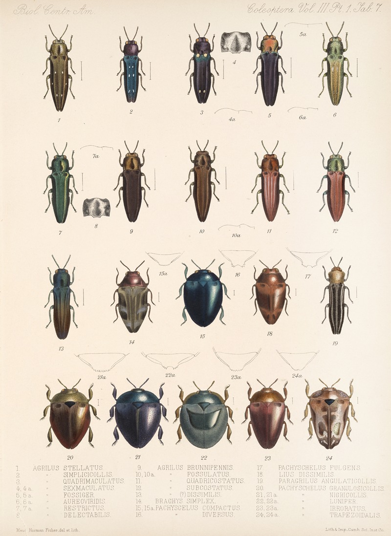 Frederick DuCane Godman - Insecta Coleoptera Pl 063