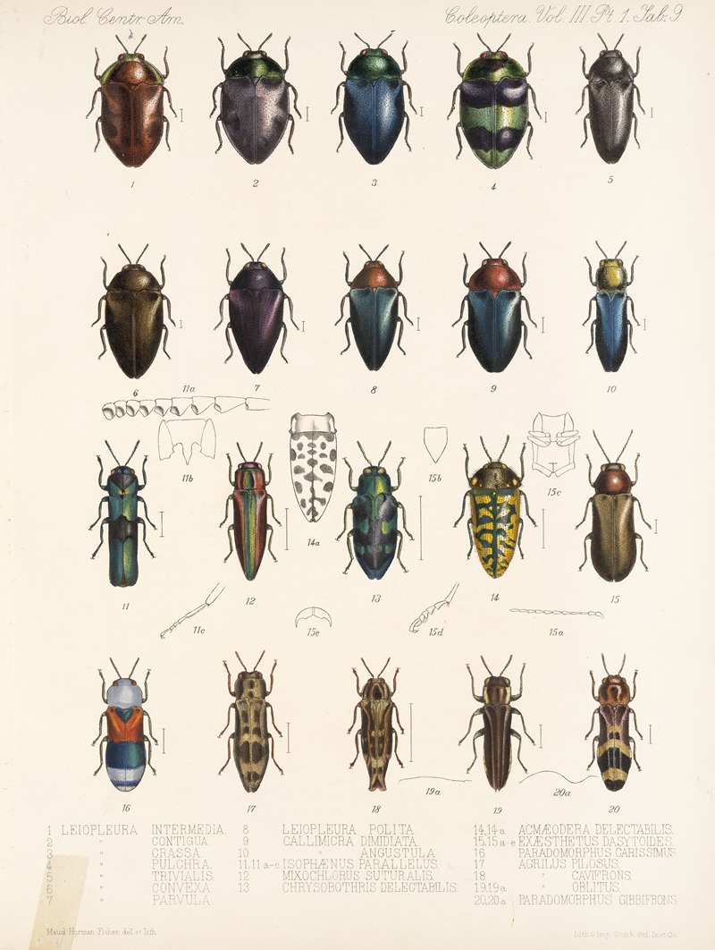 Frederick DuCane Godman - Insecta Coleoptera Pl 064