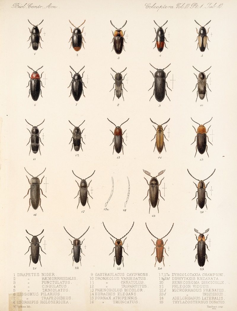 Frederick DuCane Godman - Insecta Coleoptera Pl 065