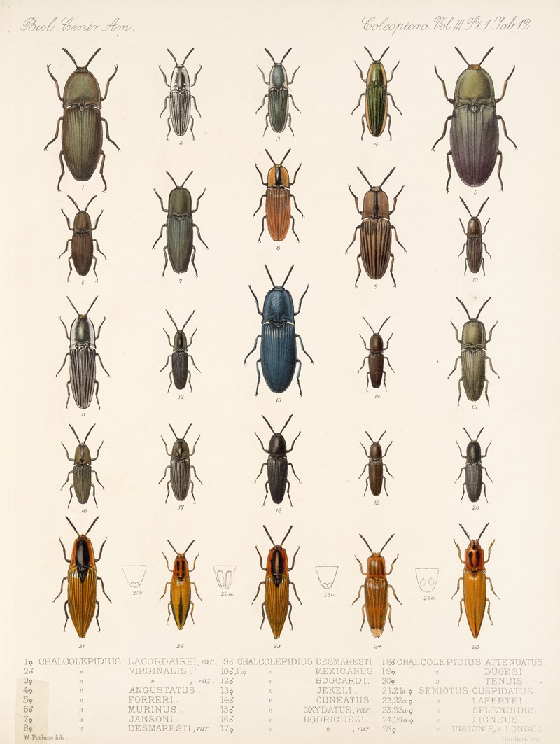 Frederick DuCane Godman - Insecta Coleoptera Pl 067