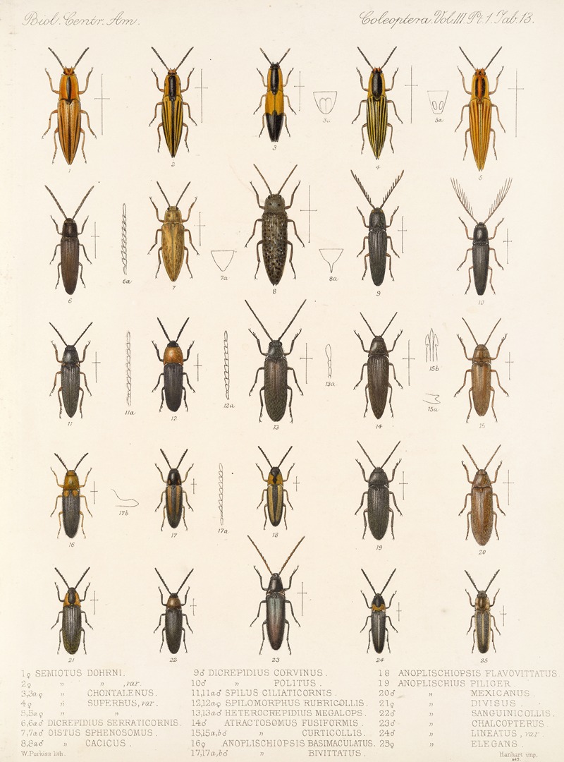 Frederick DuCane Godman - Insecta Coleoptera Pl 068