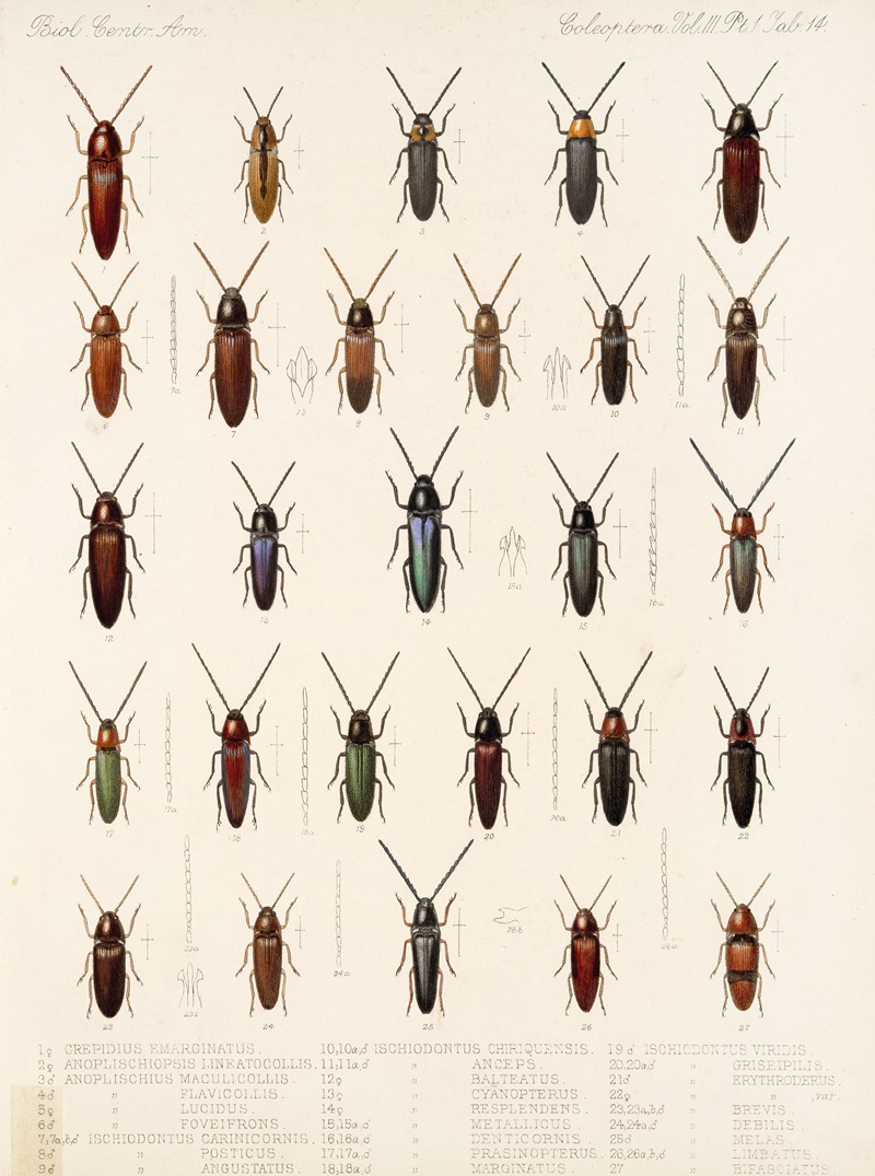 Frederick DuCane Godman - Insecta Coleoptera Pl 069