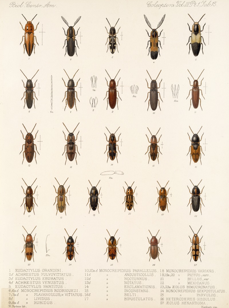 Frederick DuCane Godman - Insecta Coleoptera Pl 070