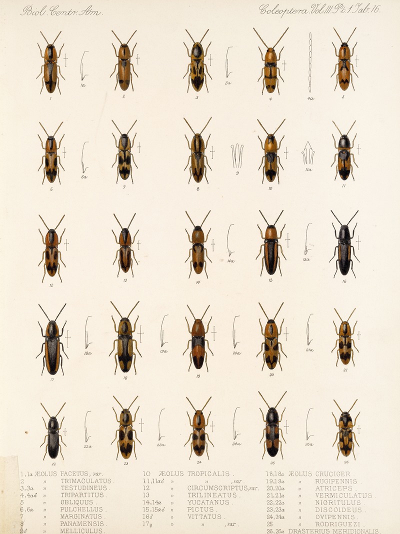 Frederick DuCane Godman - Insecta Coleoptera Pl 071