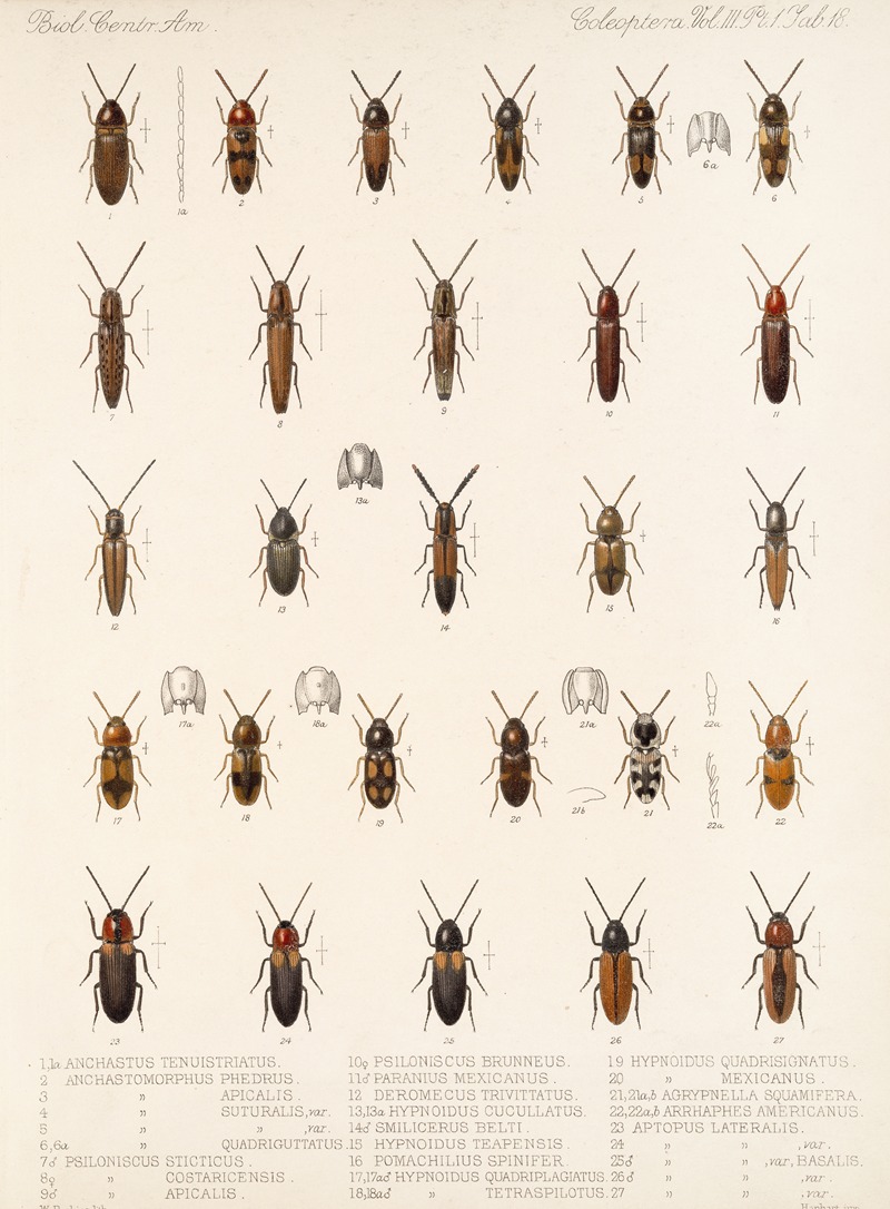 Frederick DuCane Godman - Insecta Coleoptera Pl 073