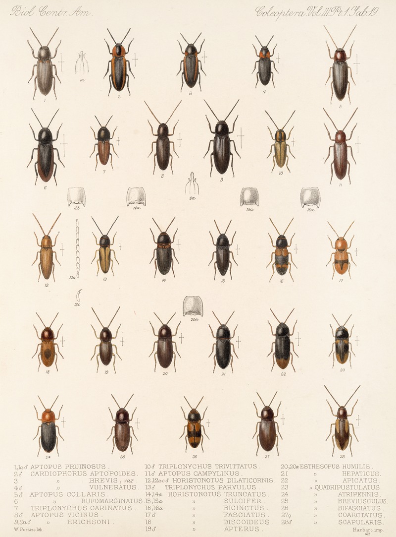 Frederick DuCane Godman - Insecta Coleoptera Pl 074