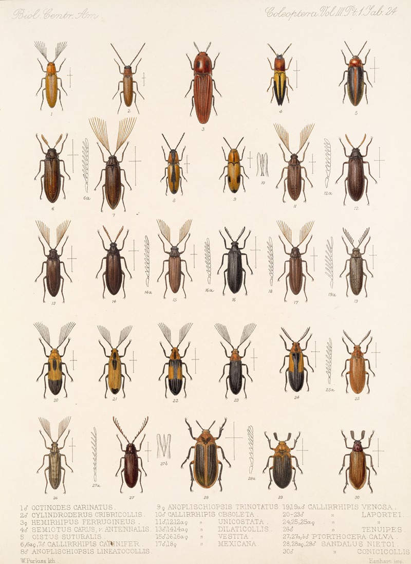 Frederick DuCane Godman - Insecta Coleoptera Pl 079