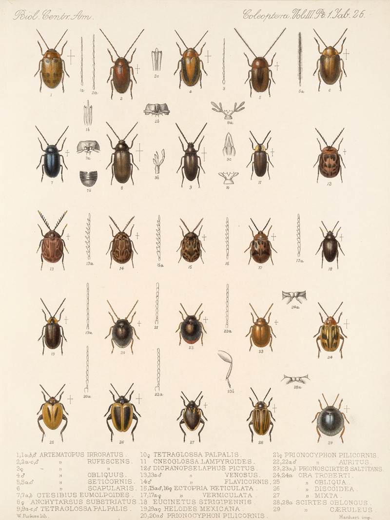 Frederick DuCane Godman - Insecta Coleoptera Pl 081
