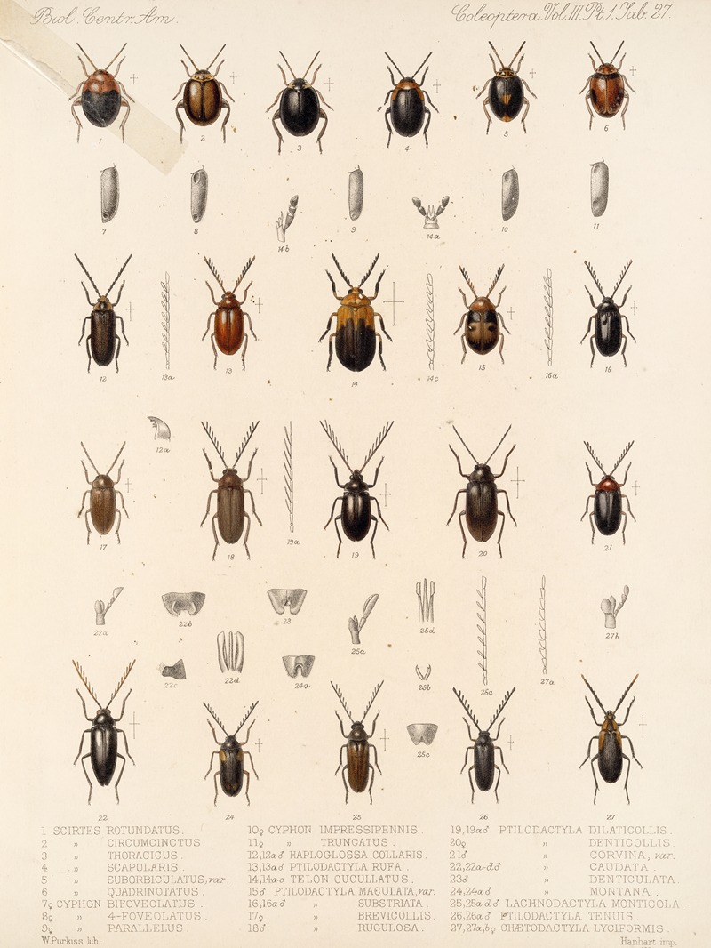 Frederick DuCane Godman - Insecta Coleoptera Pl 082