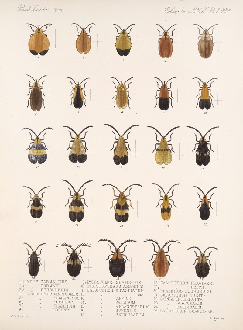 Frederick DuCane Godman - Insecta Coleoptera Pl 083