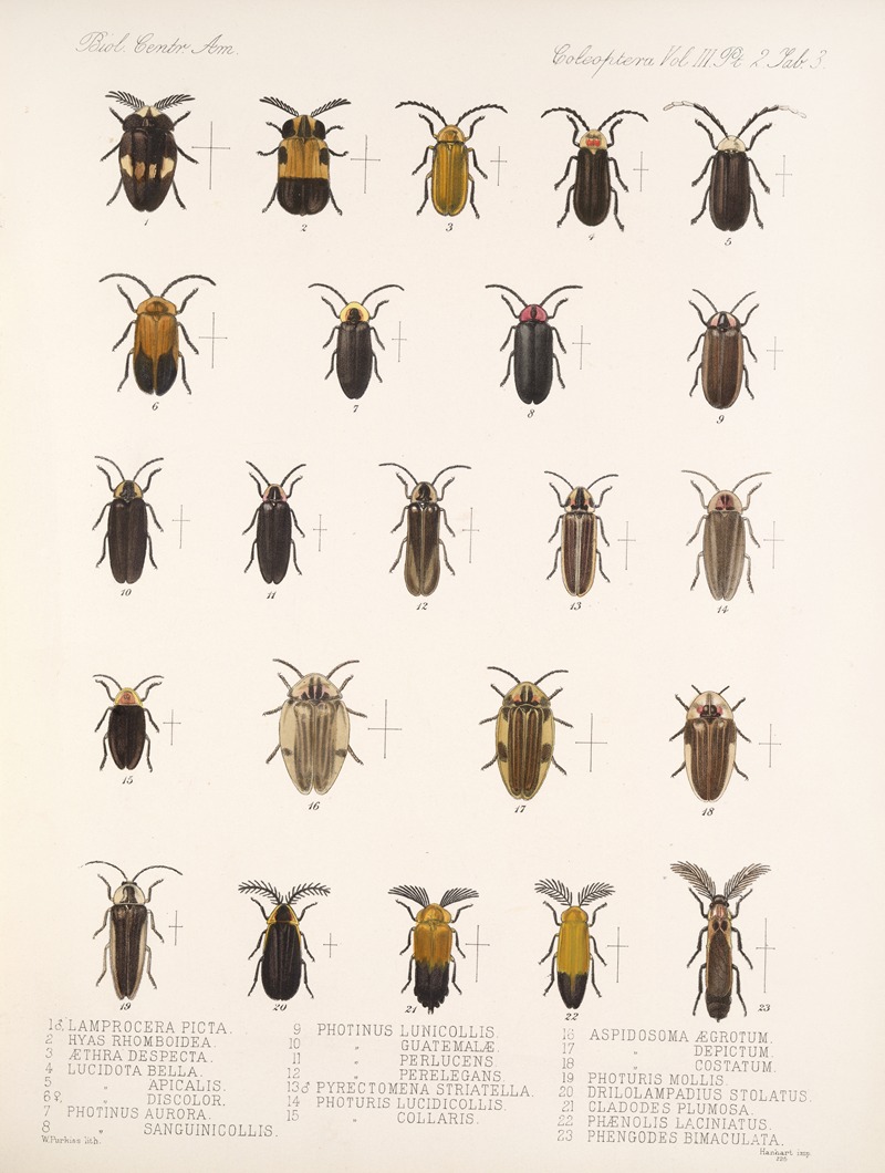 Frederick DuCane Godman - Insecta Coleoptera Pl 085
