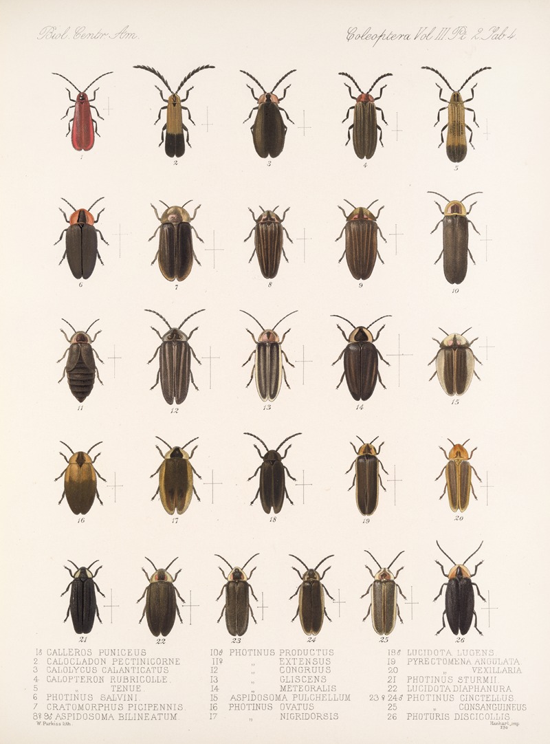 Frederick DuCane Godman - Insecta Coleoptera Pl 086