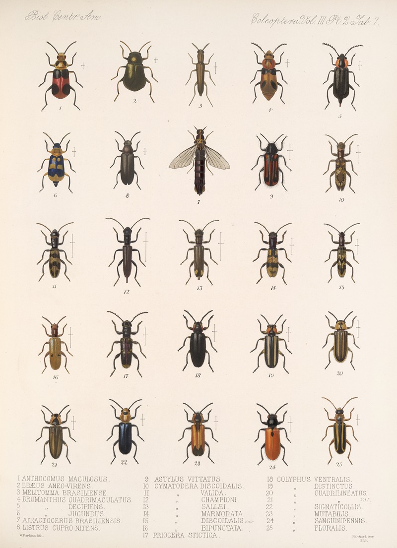 Frederick DuCane Godman - Insecta Coleoptera Pl 089
