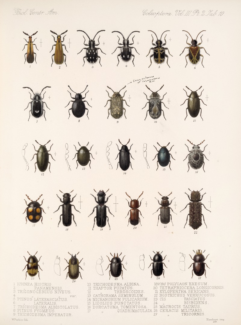 Frederick DuCane Godman - Insecta Coleoptera Pl 092