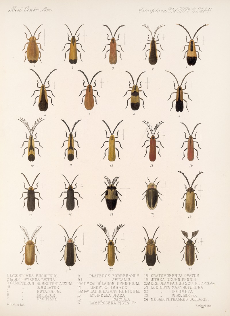 Frederick DuCane Godman - Insecta Coleoptera Pl 093