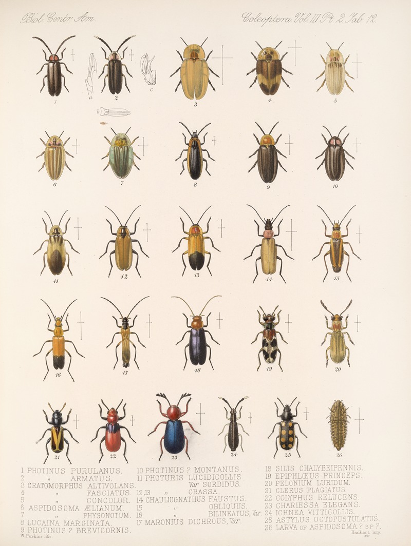 Frederick DuCane Godman - Insecta Coleoptera Pl 094