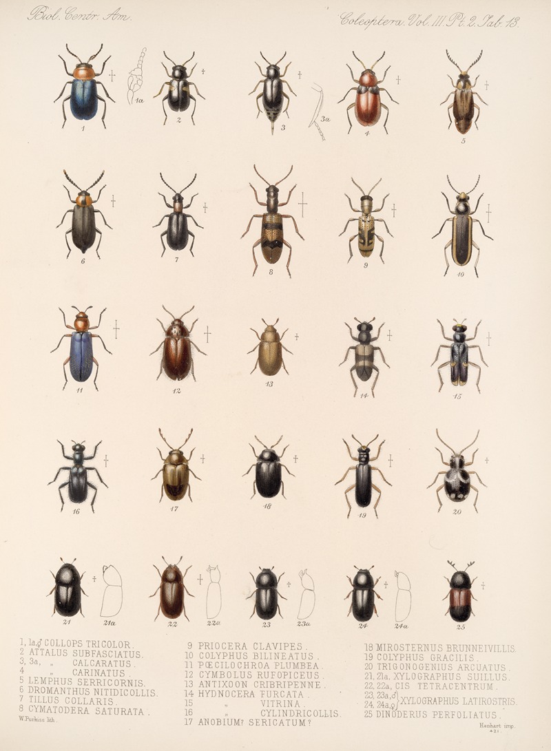 Frederick DuCane Godman - Insecta Coleoptera Pl 095