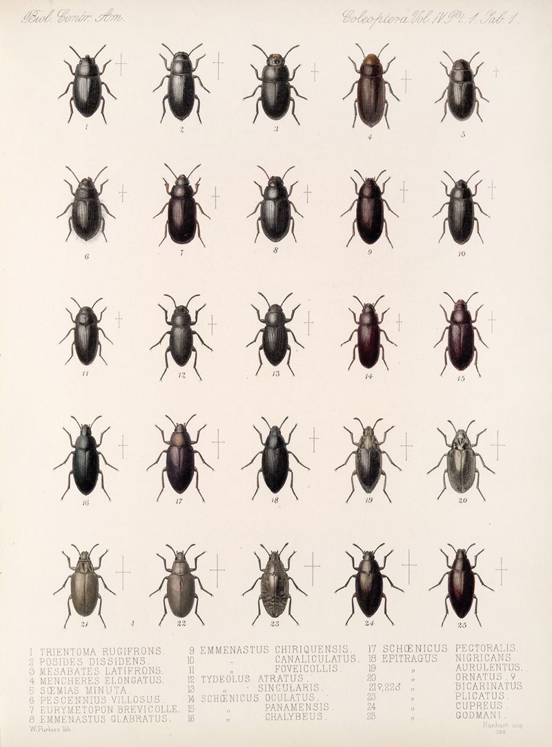 Frederick DuCane Godman - Insecta Coleoptera Pl 096