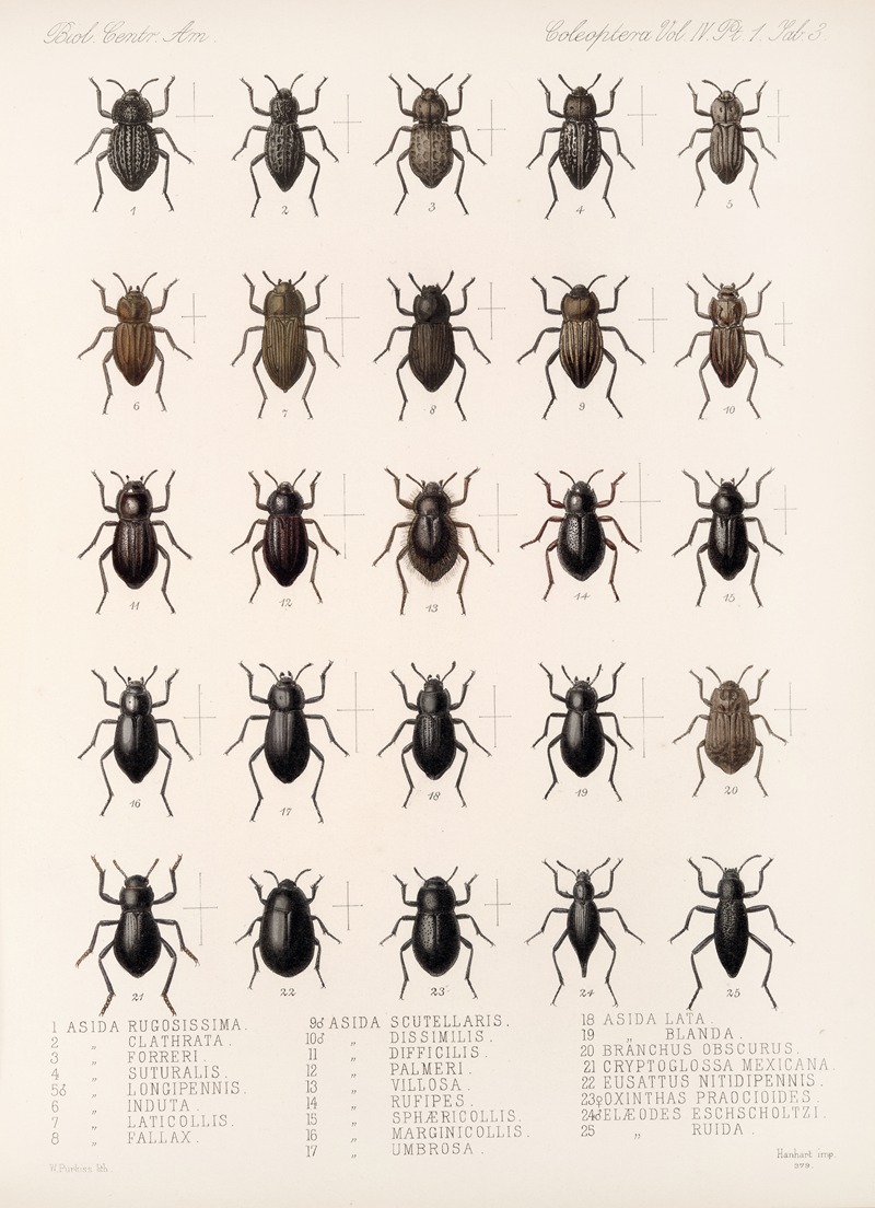 Frederick DuCane Godman - Insecta Coleoptera Pl 098
