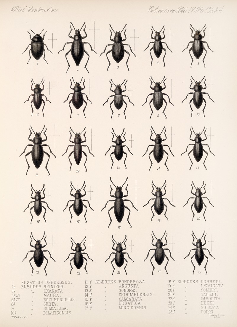 Frederick DuCane Godman - Insecta Coleoptera Pl 099
