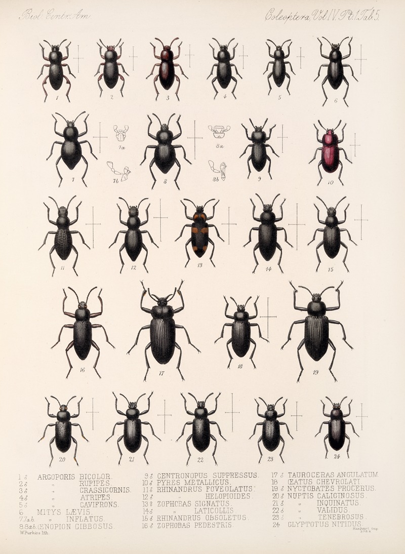 Frederick DuCane Godman - Insecta Coleoptera Pl 100