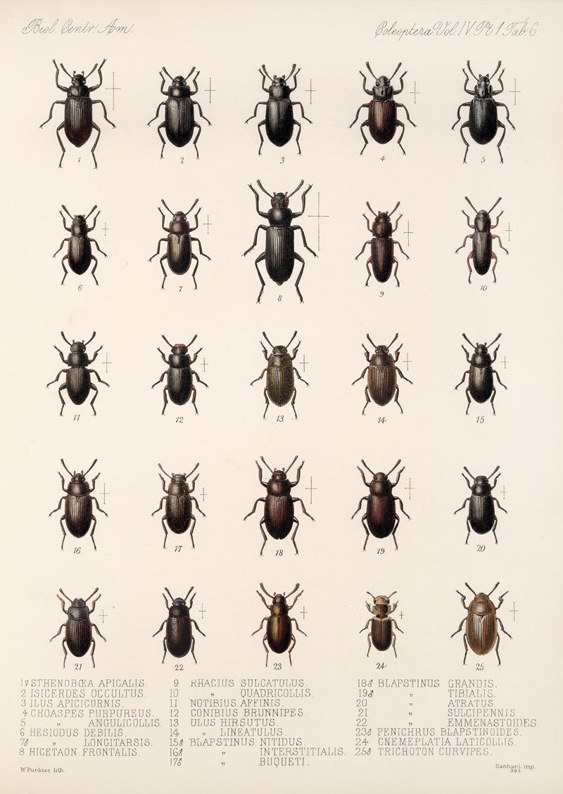 Insecta Coleoptera Pl 101 by Frederick DuCane Godman - Artvee