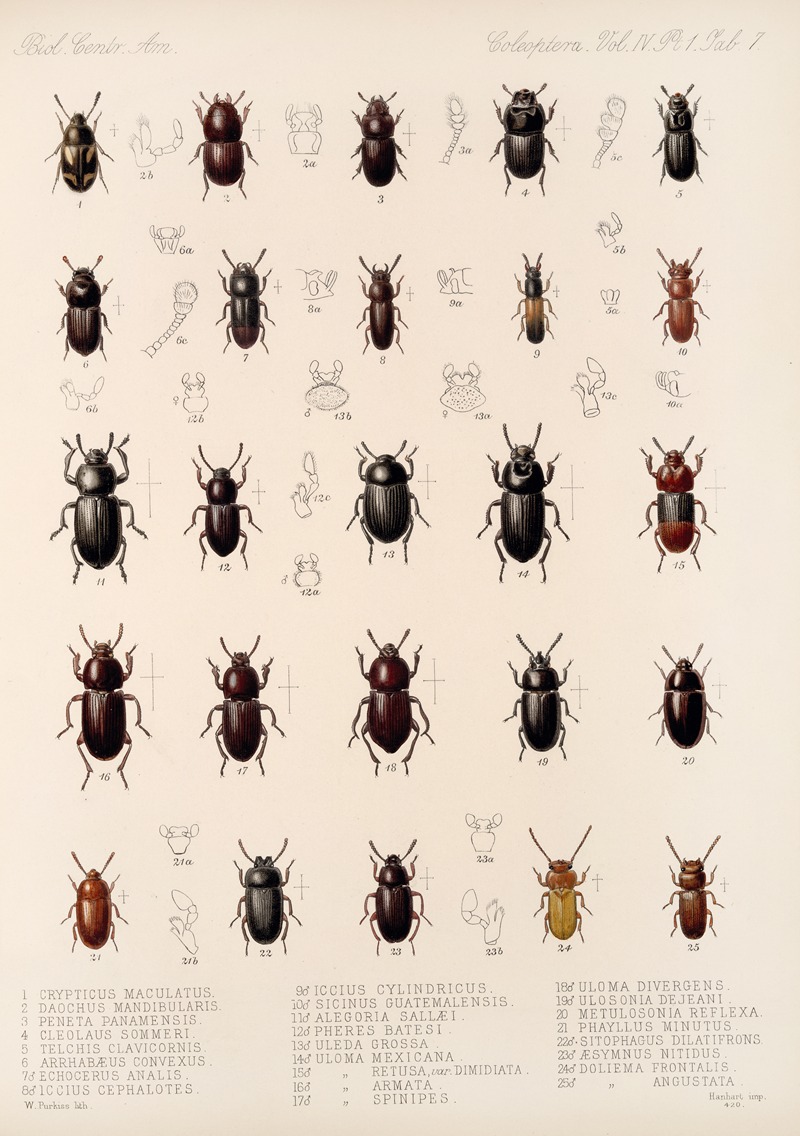 Frederick DuCane Godman - Insecta Coleoptera Pl 102