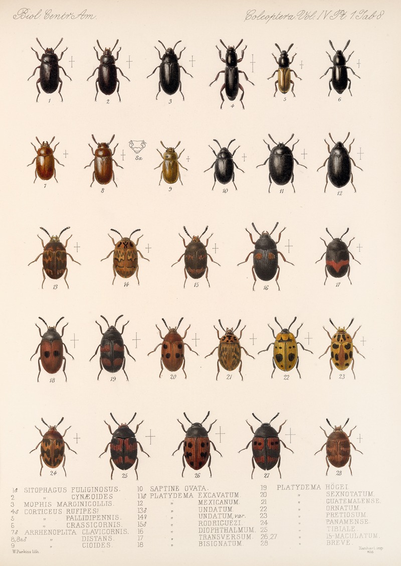 Frederick DuCane Godman - Insecta Coleoptera Pl 103