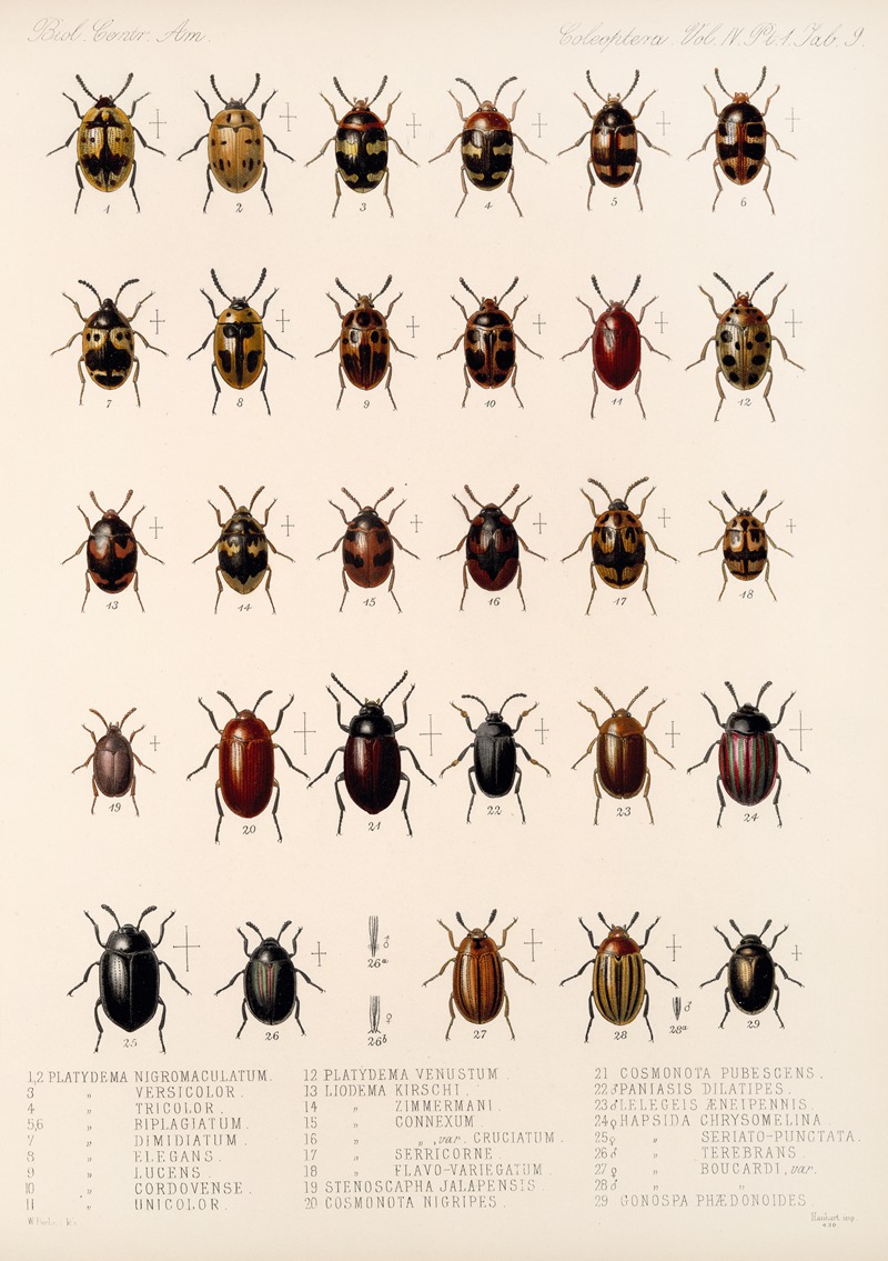Frederick DuCane Godman - Insecta Coleoptera Pl 104