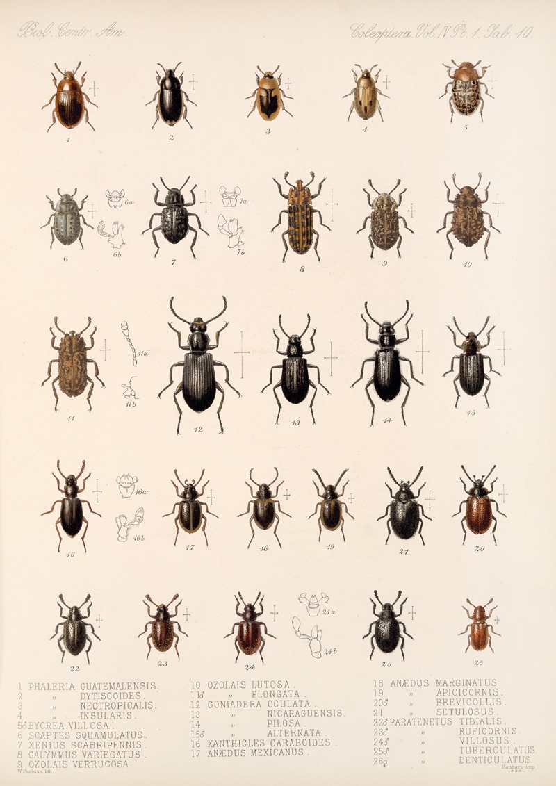 Frederick DuCane Godman - Insecta Coleoptera Pl 105