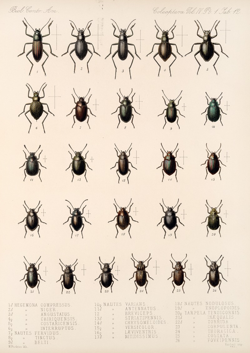 Frederick DuCane Godman - Insecta Coleoptera Pl 107