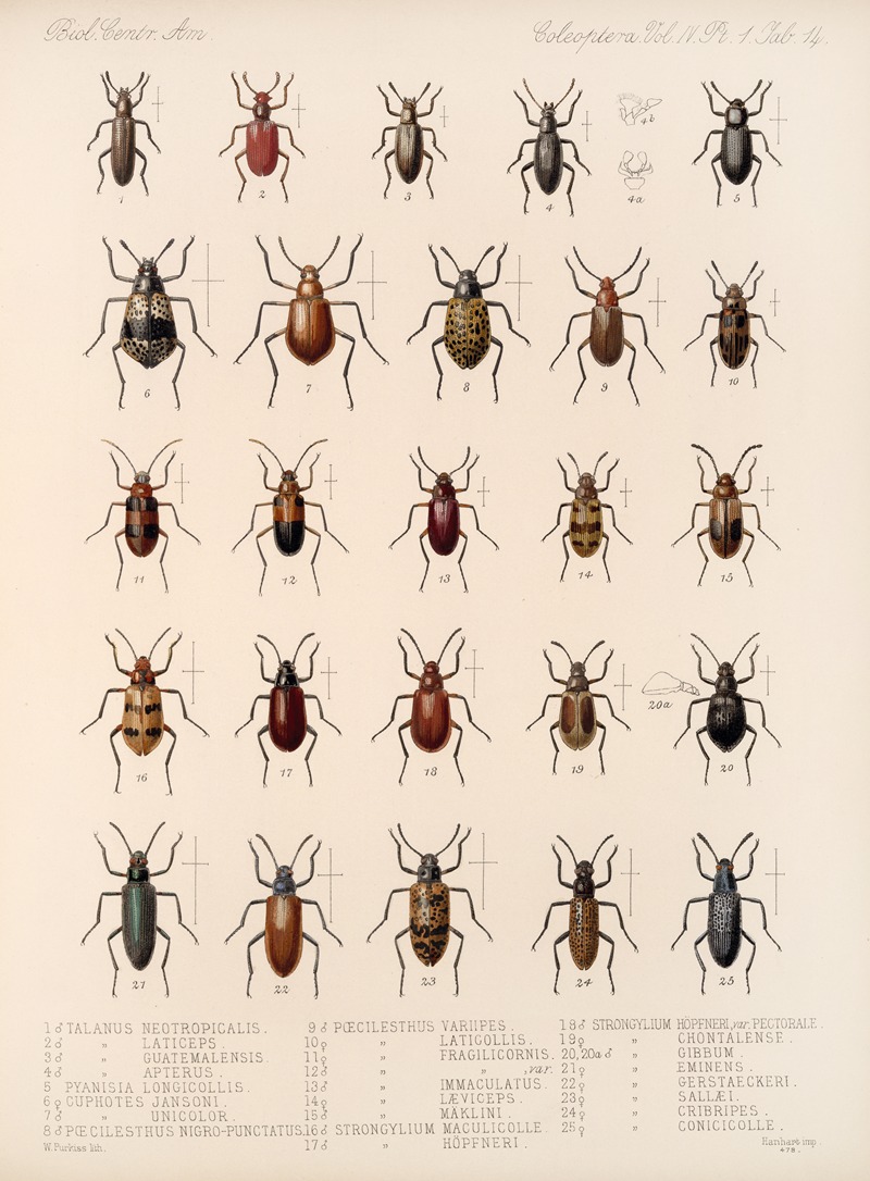 Frederick DuCane Godman - Insecta Coleoptera Pl 109