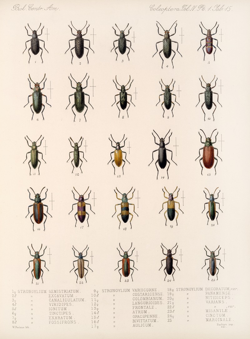 Frederick DuCane Godman - Insecta Coleoptera Pl 110