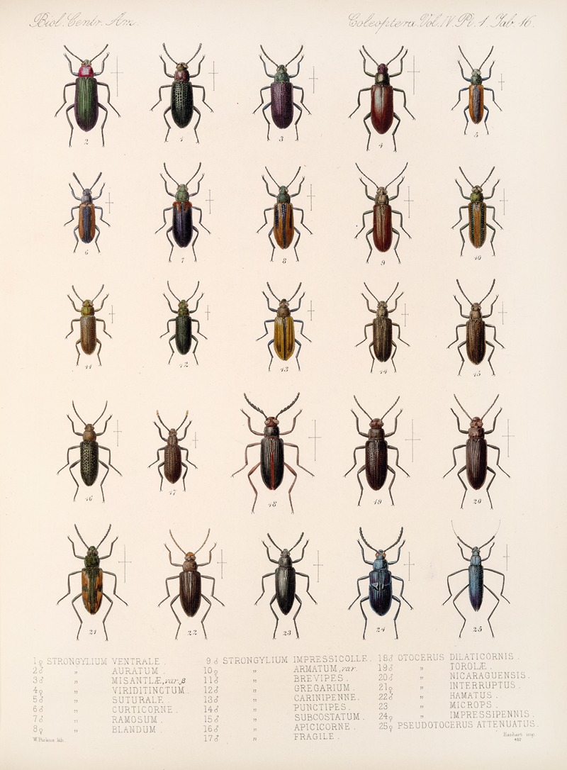 Frederick DuCane Godman - Insecta Coleoptera Pl 111