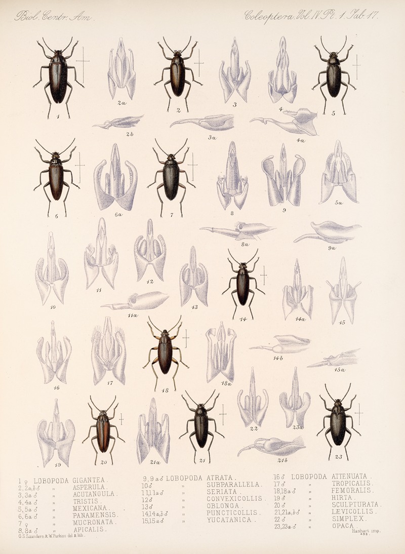 Frederick DuCane Godman - Insecta Coleoptera Pl 112
