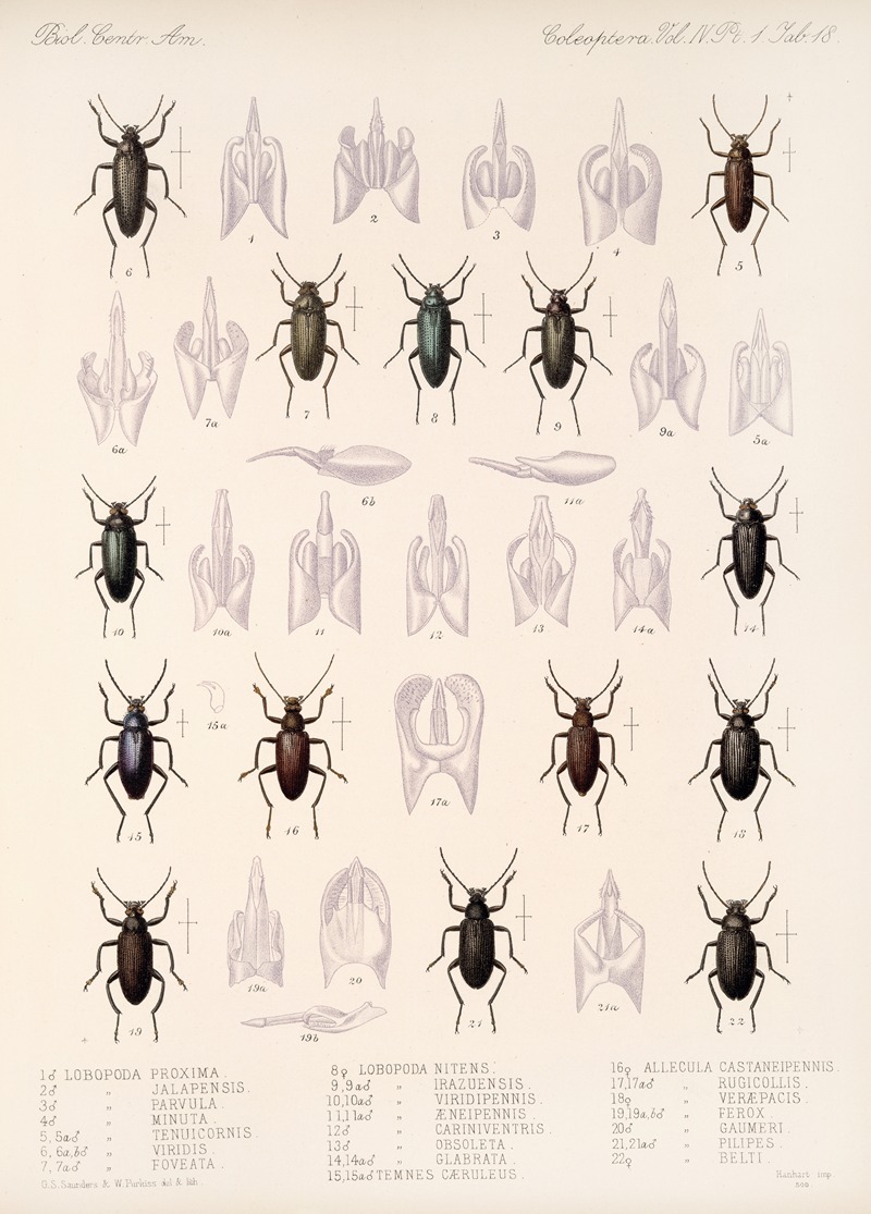 Frederick DuCane Godman - Insecta Coleoptera Pl 113