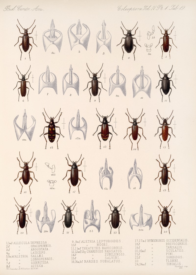 Frederick DuCane Godman - Insecta Coleoptera Pl 114
