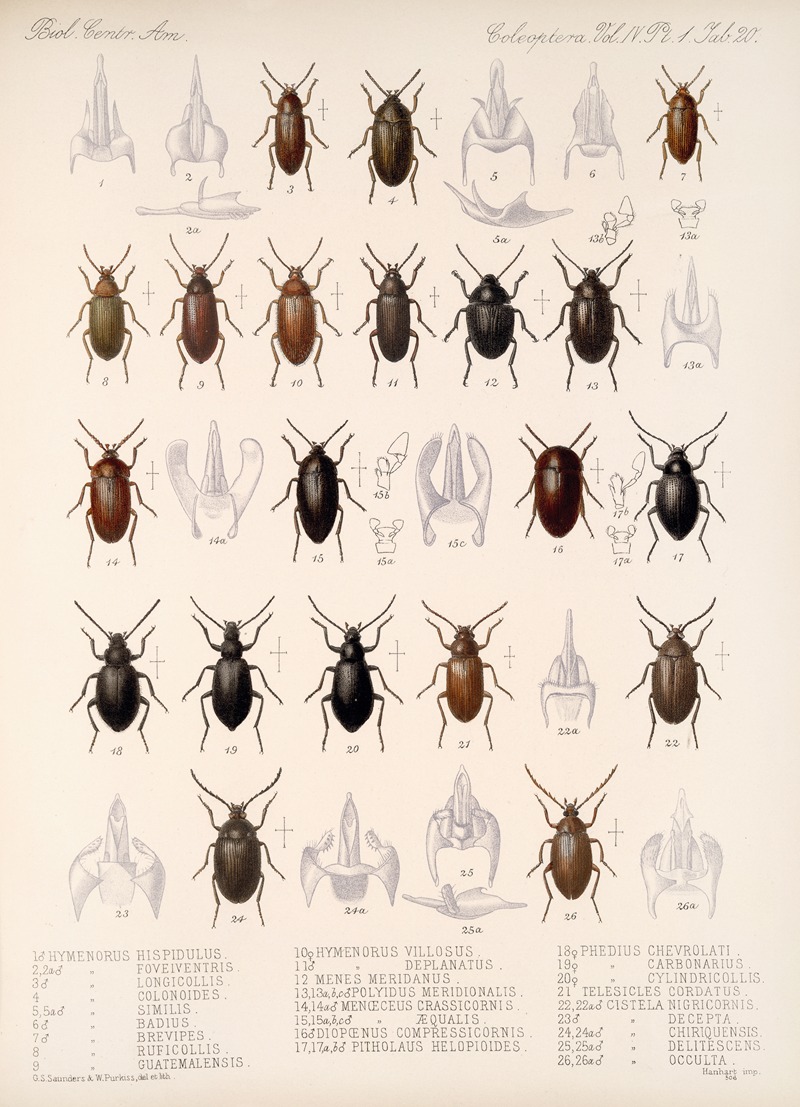 Frederick DuCane Godman - Insecta Coleoptera Pl 115