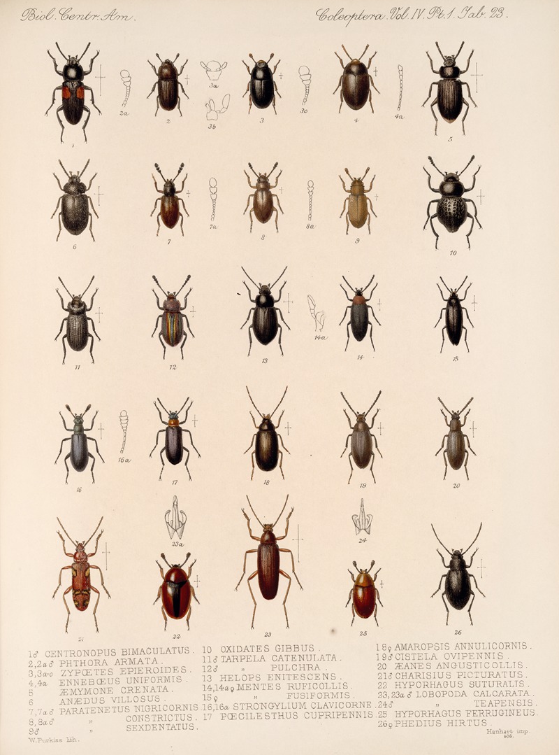 Frederick DuCane Godman - Insecta Coleoptera Pl 118
