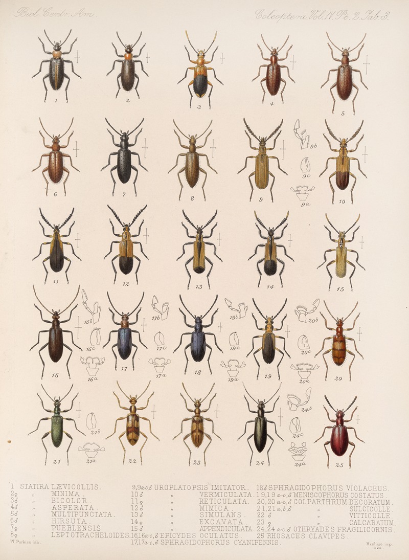 Frederick DuCane Godman - Insecta Coleoptera Pl 121