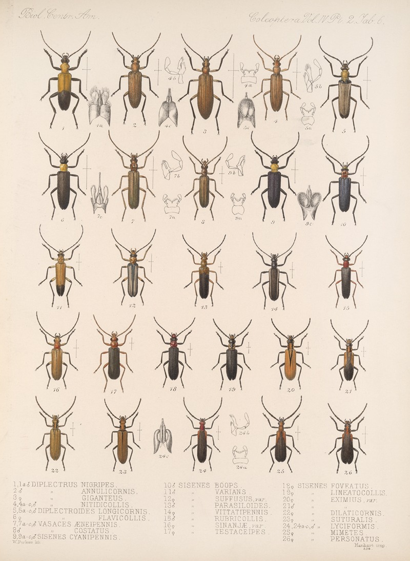 Frederick DuCane Godman - Insecta Coleoptera Pl 124