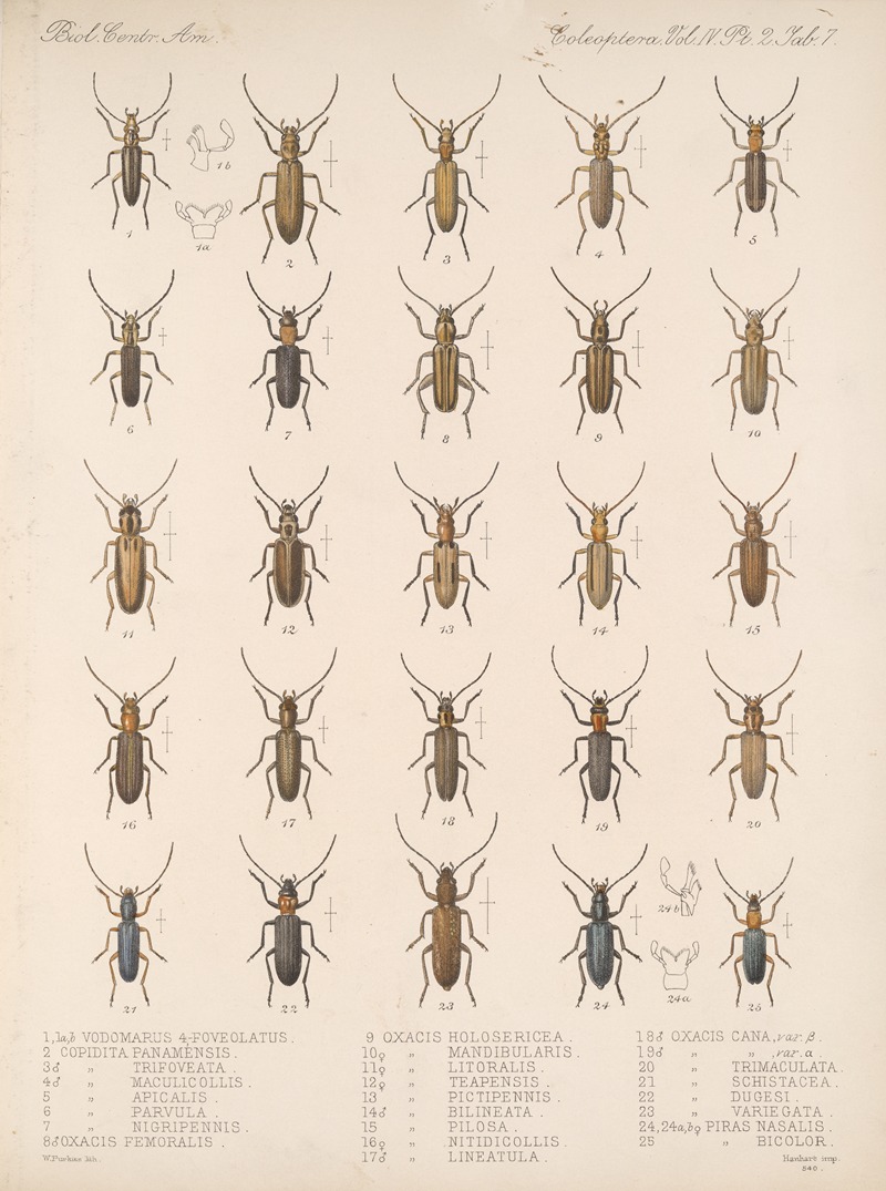 Frederick DuCane Godman - Insecta Coleoptera Pl 125