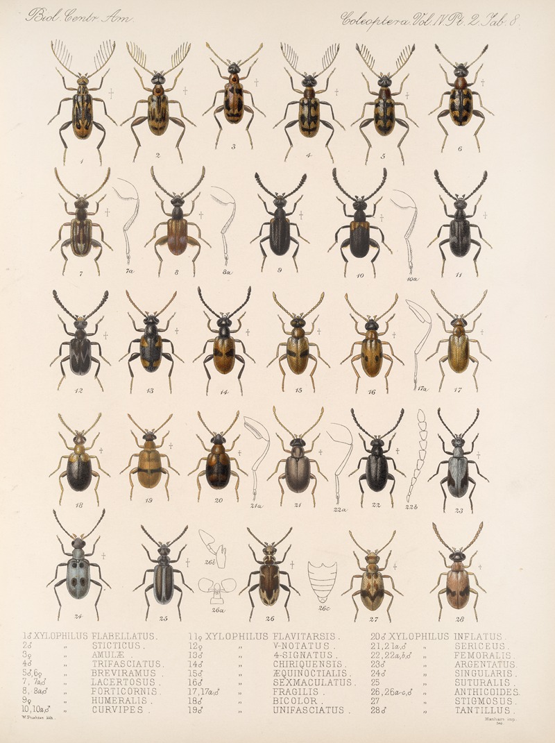 Frederick DuCane Godman - Insecta Coleoptera Pl 126