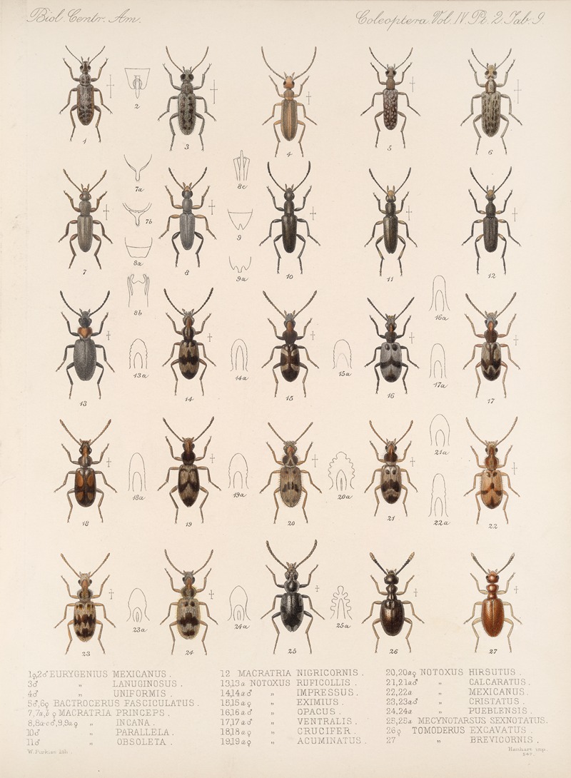 Frederick DuCane Godman - Insecta Coleoptera Pl 127