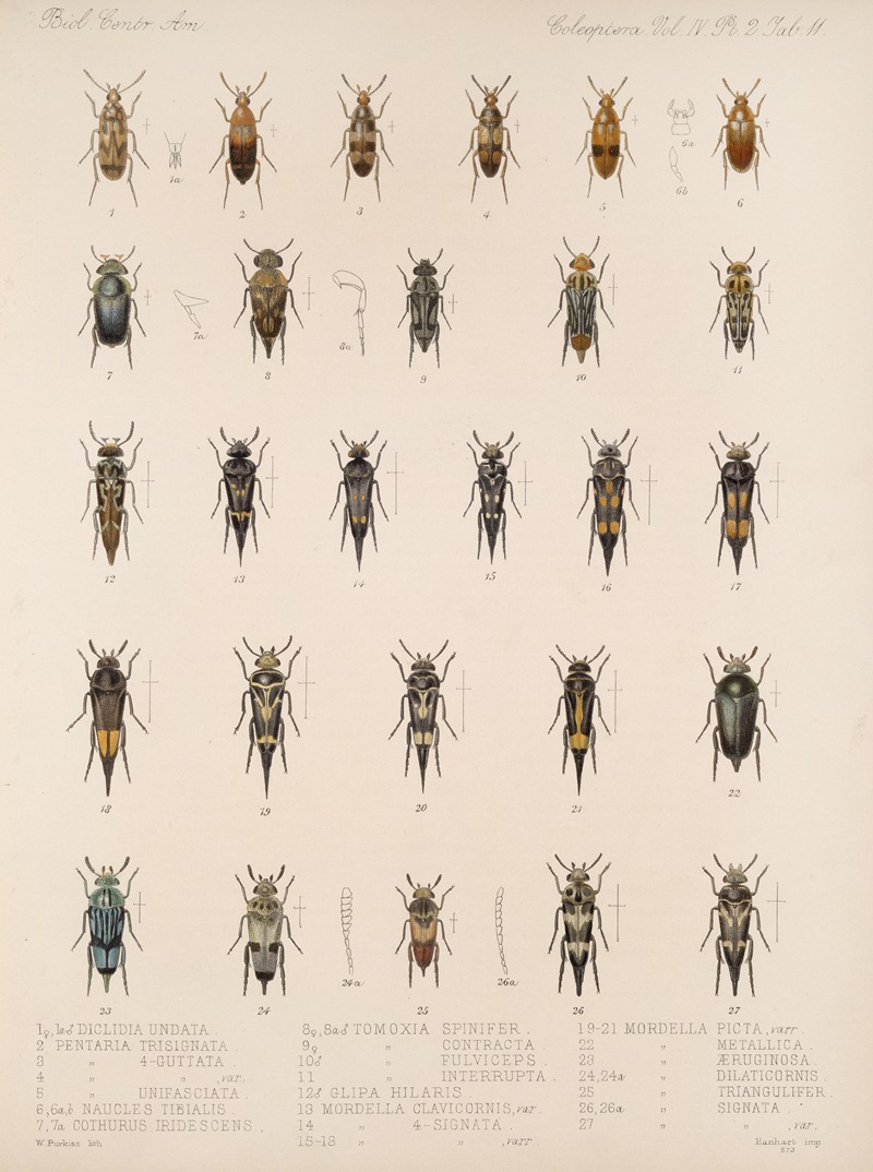 Frederick DuCane Godman - Insecta Coleoptera Pl 129